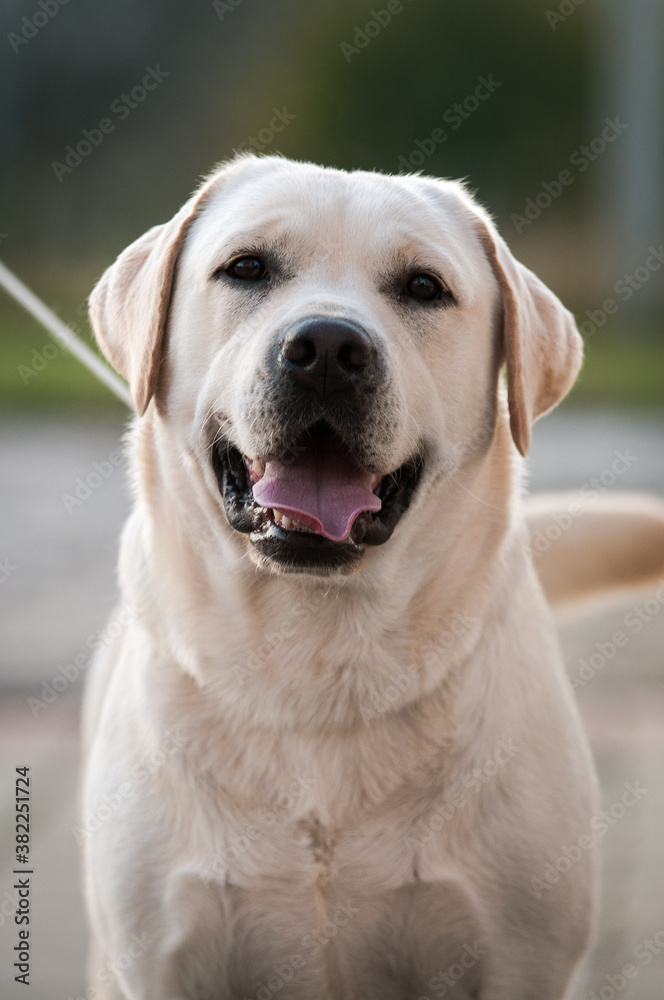 cute male gold labrador retriver