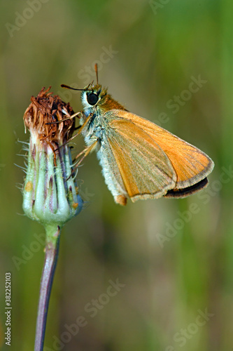 Essex skipper // Schwarzkolbiger Braun-Dickkopffalter (Thymelicus lineola) photo