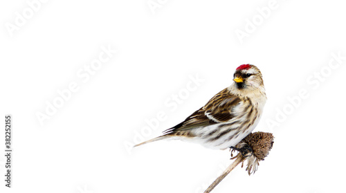 Female common redpoll on dead daisy stalk in winter, isolated.