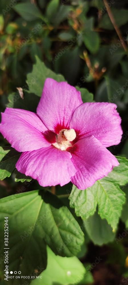 pink lotus flower pink lotus flower