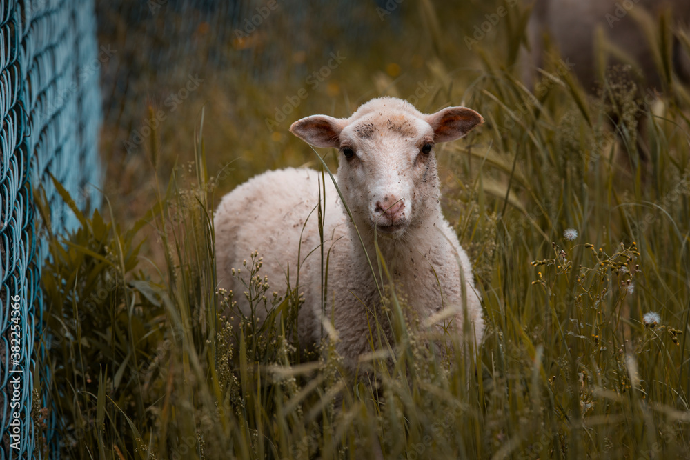 Junior sheep on a farm in the north of Portugal, breeding sheep. Junior sheep on a farm in the north of Portugal, breeding sheep.