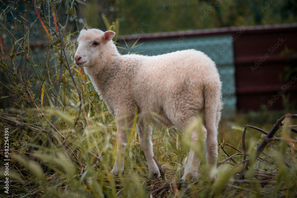 Junior sheep on a farm in the north of Portugal, breeding sheep. Junior sheep on a farm in the north of Portugal, breeding sheep.