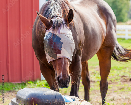 Vászonkép A brown horse with a homemade eye patch and fly mask in front of a waterer and a red shed