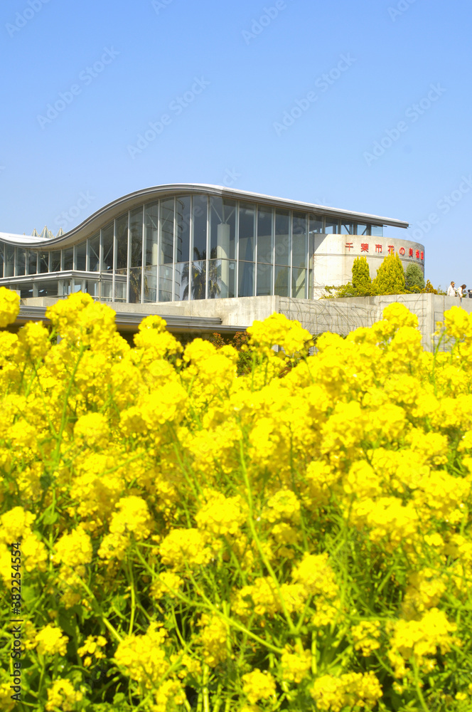 Obraz premium 菜の花と千葉市花の美術館