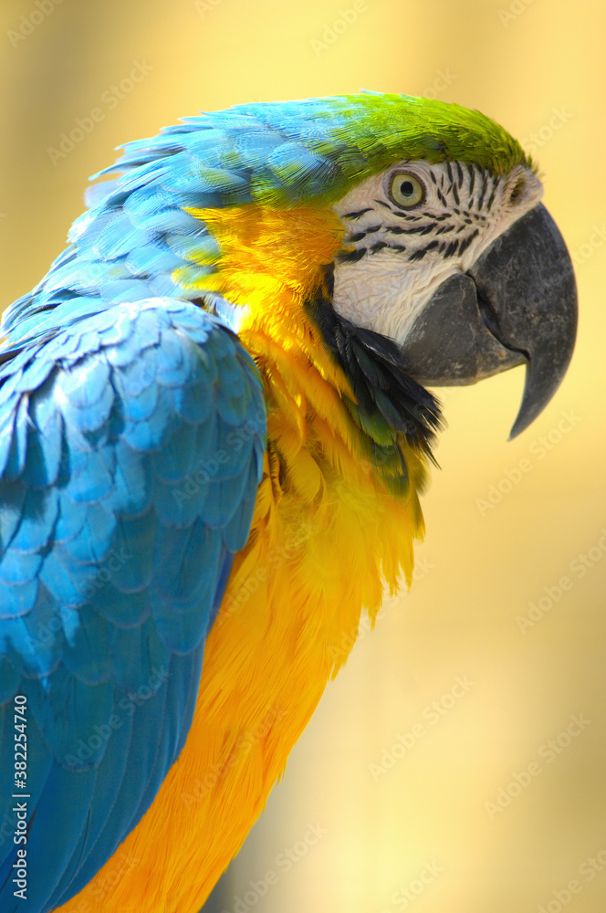 Fototapeta premium インコ