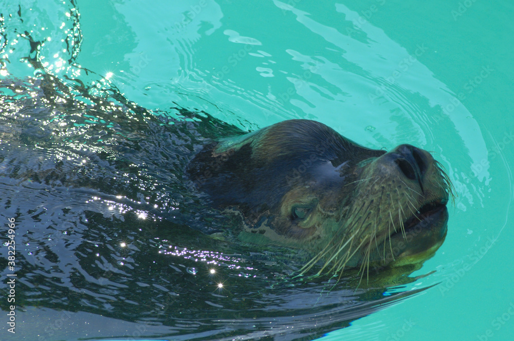 Obraz premium 泳ぐアシカ