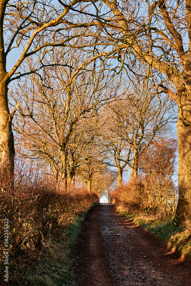 Sunlight on an track lined with trees at sunrise. Brough, Cumbria, UK. Sunlight on an track lined with trees at sunrise. Brough, Cumbria, UK.