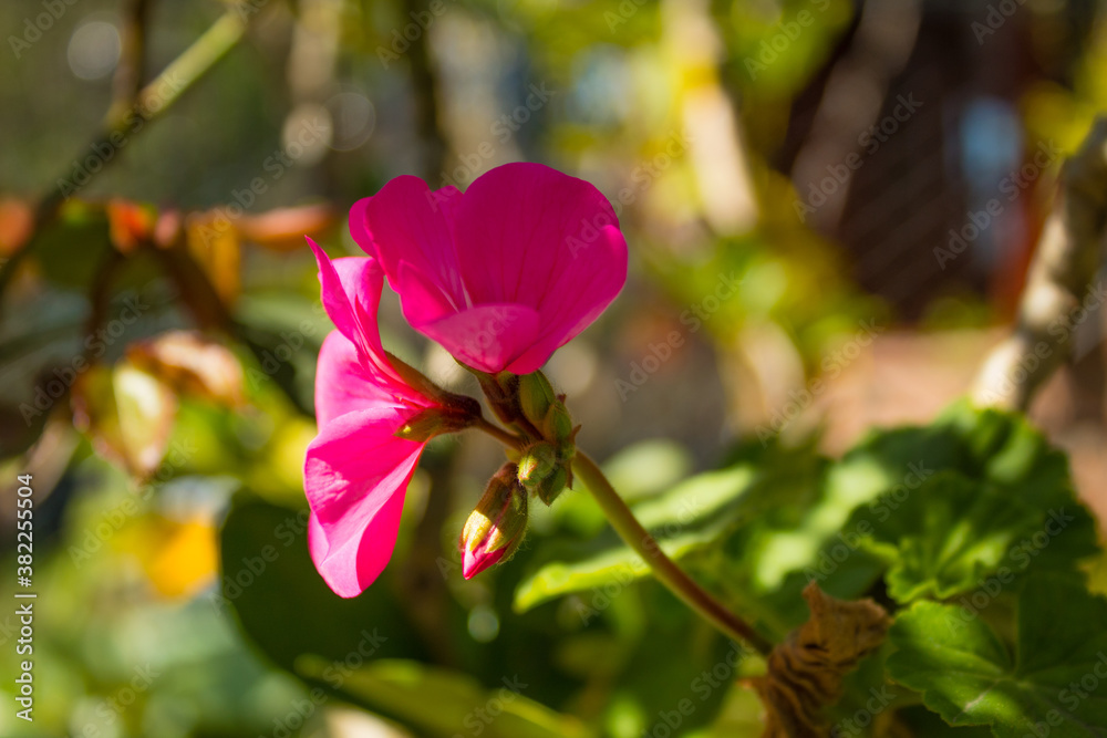 Fototapeta premium Flor rosada sobre fondo verde en la naturaleza