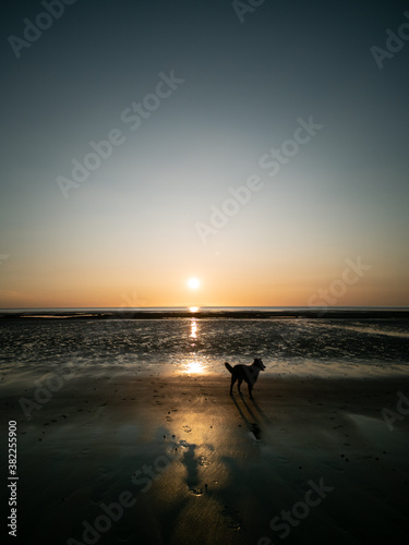 dog on beach with sunset