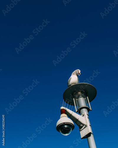 A vigilant seagull on top of a lamp post with CCTV. photo