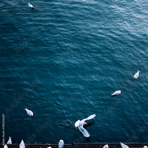 Top view of seagulls lounging out at the waterfront.