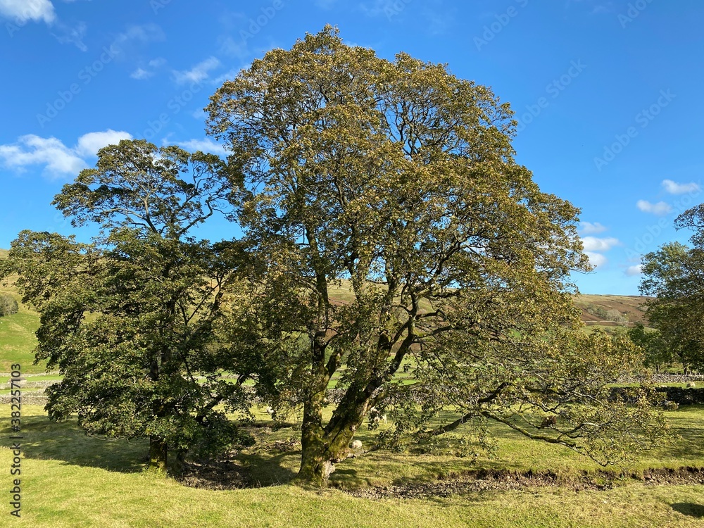 Old trees, by the roadside, in the Littondale, Skipton, UK Old trees, by the roadside, in the Littondale, Skipton, UK