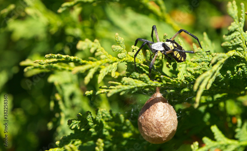 Female garden spider (argiope aurantia) with her egg sac in the fall.