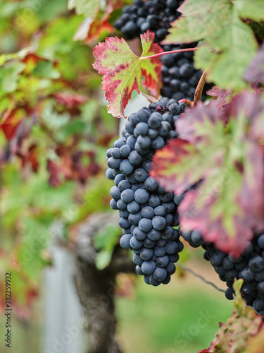 Weintrauben an WEINREBE Wein Trauben Pfalz 