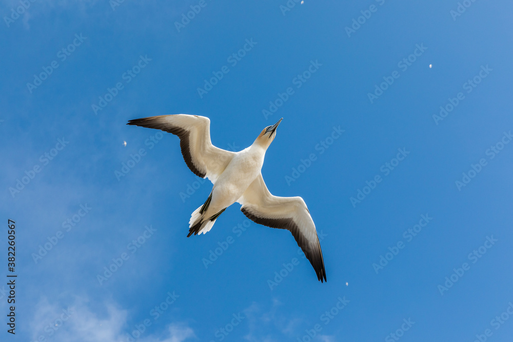 Gannet flying over Muriwai beach, New Zealand.