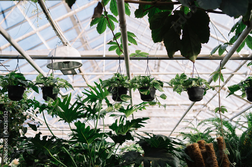 Greenhouse plants