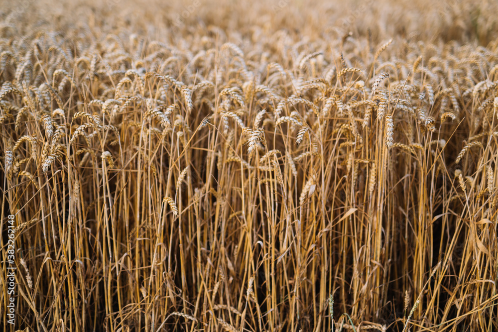 Wheat field Wheat field