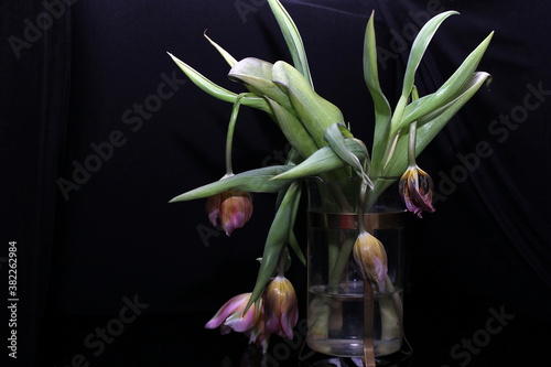 Faded tulips. A bouquet of faded tulips stands in a vase on a black background. Faded flowers.The holiday is over.