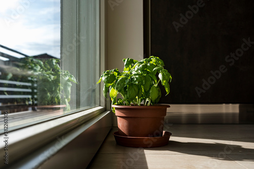 Potted basil plant indoors