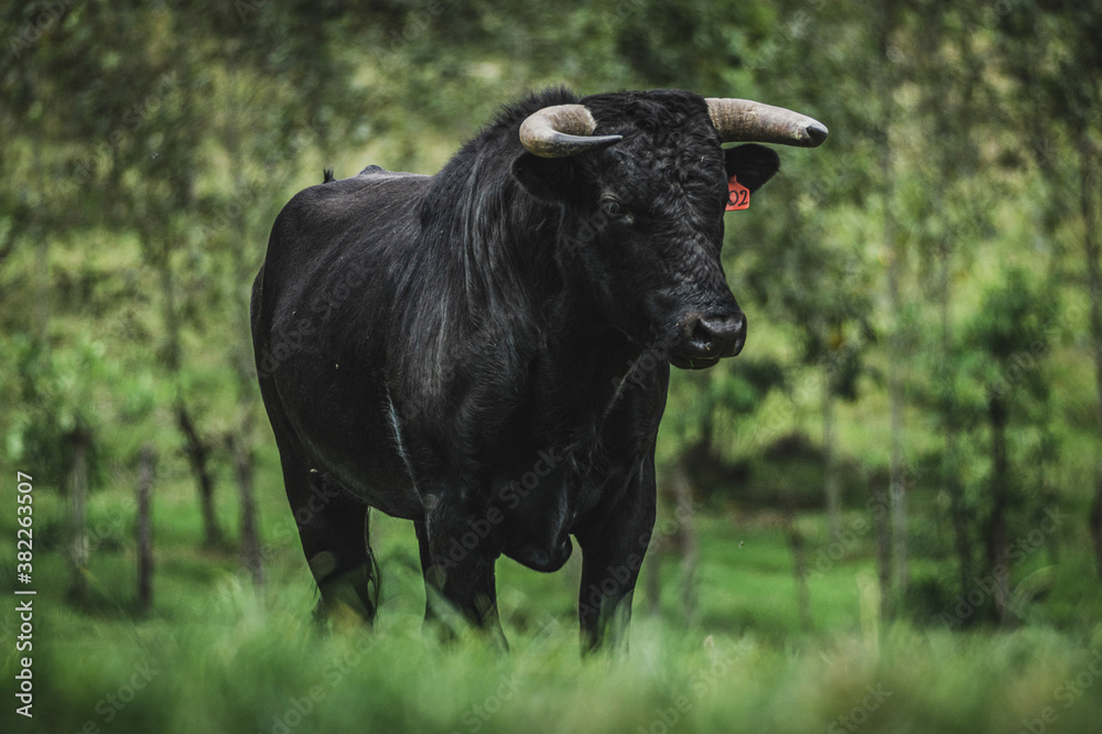 Toros de lidia en la dehesa ecuatoriana Toros de lidia en la dehesa ecuatoriana