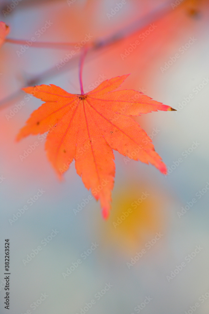 紅葉
