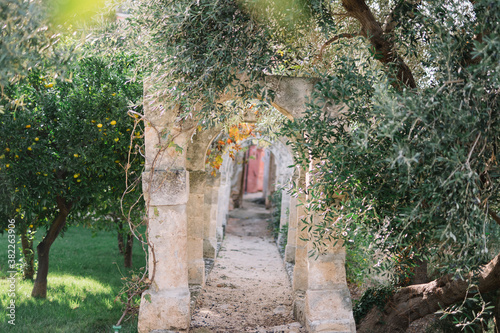 Garden in Italy with olive trees and orange tree