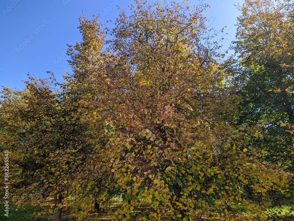 bright landscape of autumn forest at daytime bright landscape of autumn forest at daytime