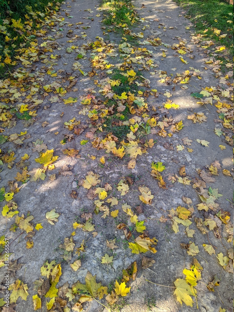 road in the village strewn with fallen autumn leaves road in the village strewn with fallen autumn leaves
