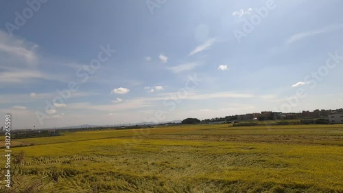 Autumn harvest in Pyeongtaek Korea.mp4