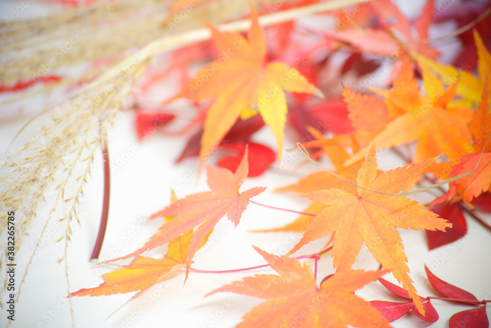 Fototapeta premium 秋の彩り