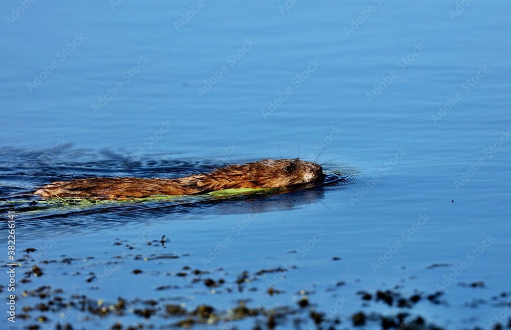 The muskrat, the only species in genus Ondatra is a medium-sized rodent native to North America and an species in parts of Europe, Asia, and South America. The muskrat is found in wetlands over.
The muskrat, the only species in genus Ondatra is a medium-sized rodent native to North America and an species in parts of Europe, Asia, and South America. The muskrat is found in wetlands over.