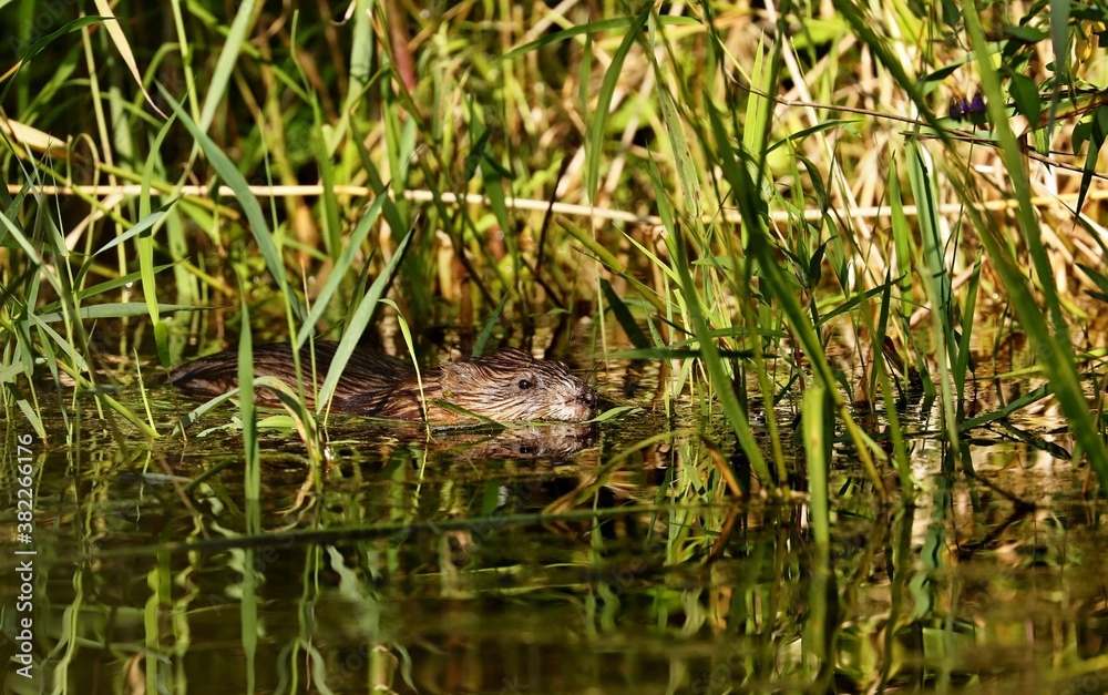 The muskrat, the only species in genus Ondatra is a medium-sized rodent native to North America and an species in parts of Europe, Asia, and South America. The muskrat is found in wetlands over.
The muskrat, the only species in genus Ondatra is a medium-sized rodent native to North America and an species in parts of Europe, Asia, and South America. The muskrat is found in wetlands over.