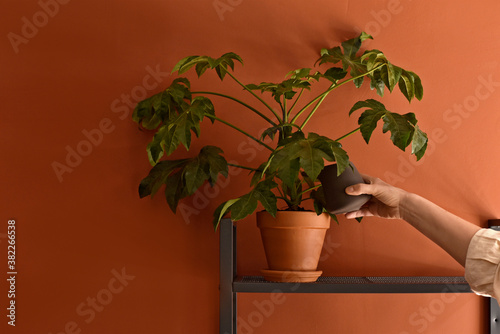 Woman watering a plant