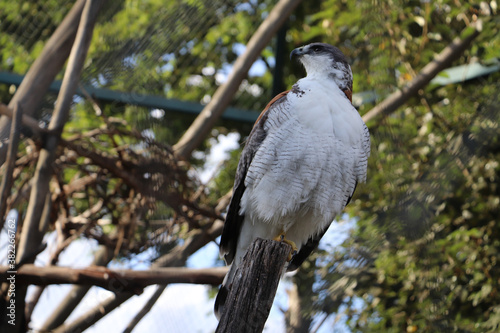 agila en cautiverio