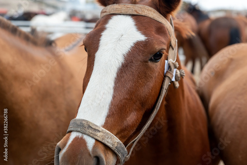 Close up of a horse photo