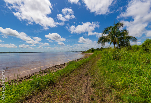 Coconut Tree Standing Amidst The Suriname River On A Bright Sunny Day In Nieuw Amsterdam