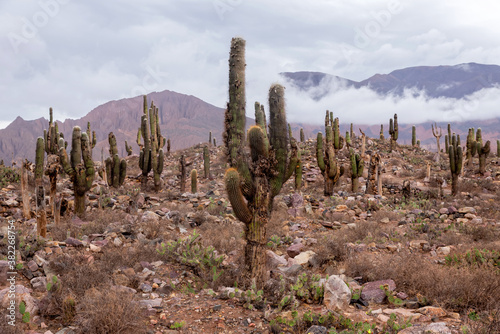 Cardones (typical cactus from northern Argentina) photo