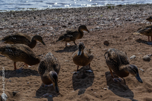 Beautiful group birds, brown ducks walk along sandy pebble coast. Waves in blue sea with sparkle from sun. Animals with feathers. Shadows on shore, sand. Warm summer photo