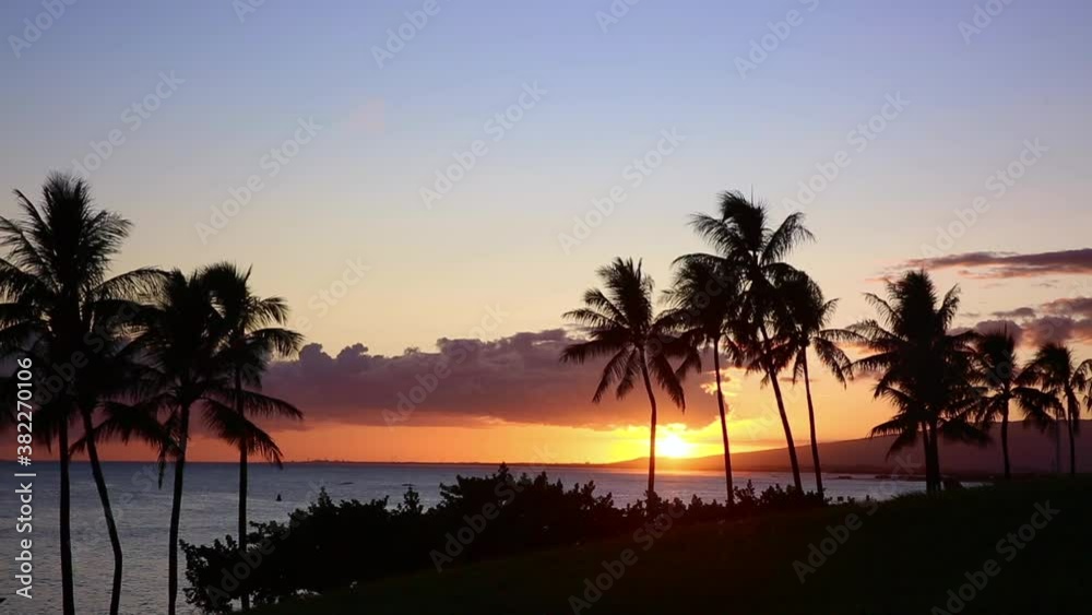 Silhouette Of Palm Trees At Sunset, Kakaako Waterfront Park, Oahu, Hawaii Silhouette Of Palm Trees At Sunset, Kakaako Waterfront Park, Oahu, Hawaii