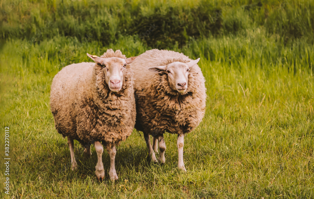 Obraz premium sheep are walking on the grass