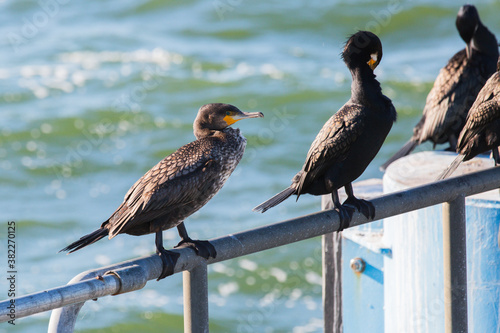 Cormorant sitting at the waterfront photo