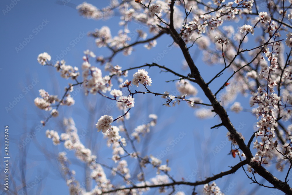 スモモの花 スモモの花