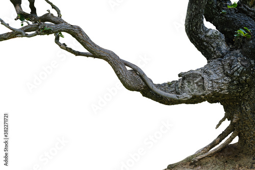 Black tree isolated on white background. Clipping path