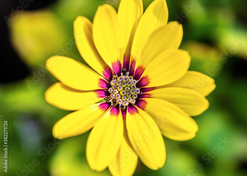 Macro image of the inside of a yellow daisy flower