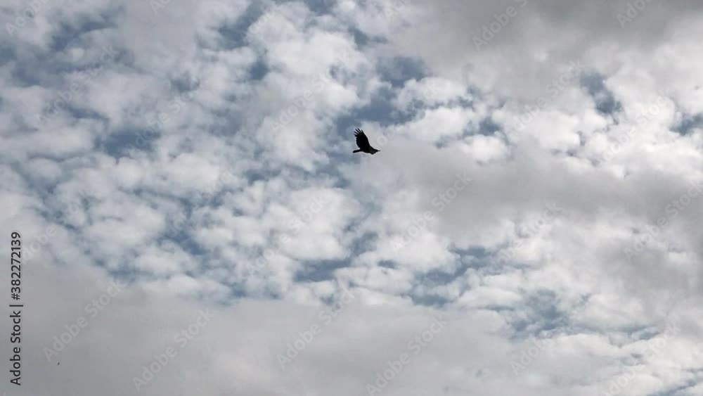 American eagle flying against blue and cloudy sky American eagle flying against blue and cloudy sky