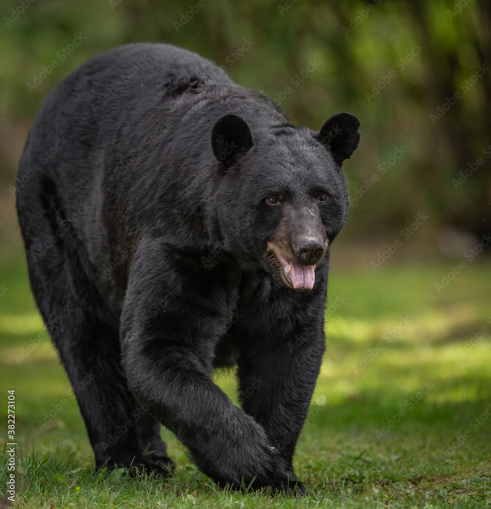 Naklejka premium Black Bear Portrait 
