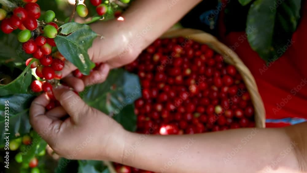 Woman harvesting fresh coffee berries, and placing them into a wicker made of fiber