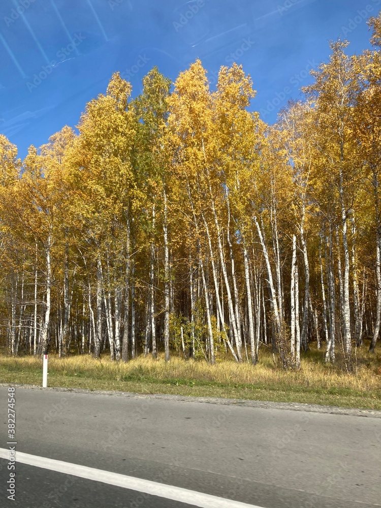 Obraz premium autumn in the forest