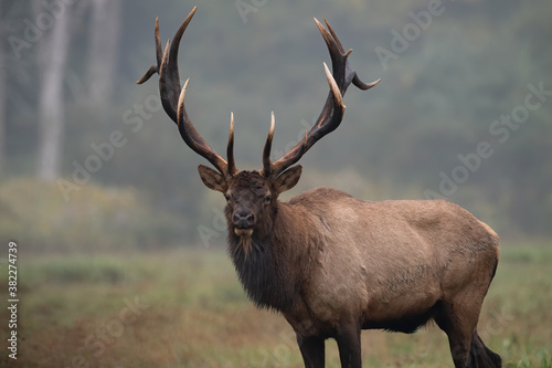 A Large Bull Elk 