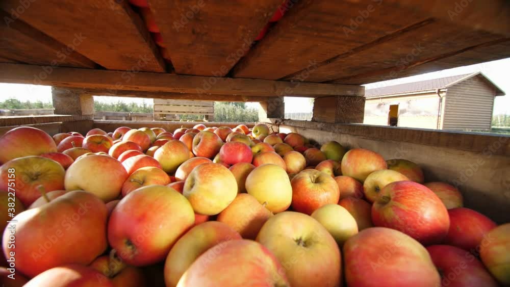 Apple harvest. close-up. juicy, ripe, freshly picked apples lie in large wooden box, in farm orchard. autumn sunny day. Agriculture. Apple harvest. close-up. juicy, ripe, freshly picked apples lie in large wooden box, in farm orchard. autumn sunny day. Agriculture.